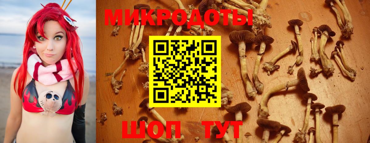 Псилоцибиновые грибы Psilocybe Холмск
